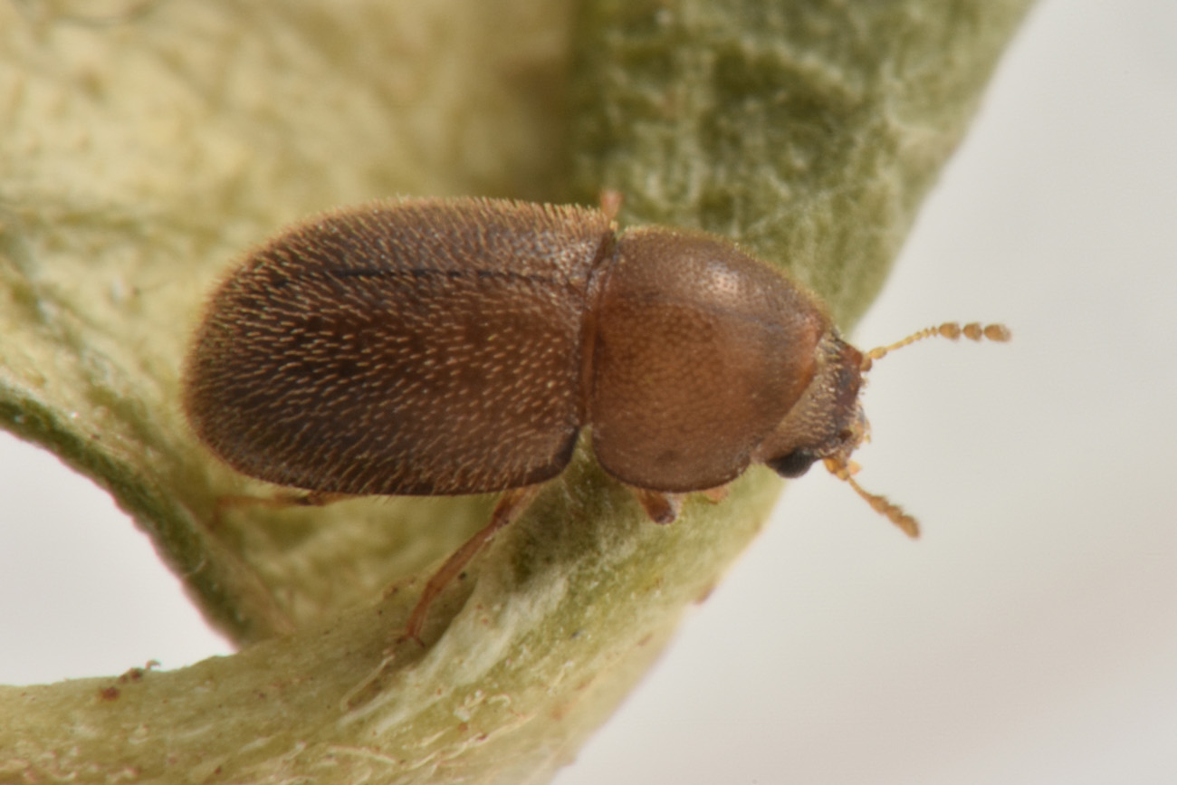 Ciidae: maschio di Cis chinensis? Cis aff. chinensis